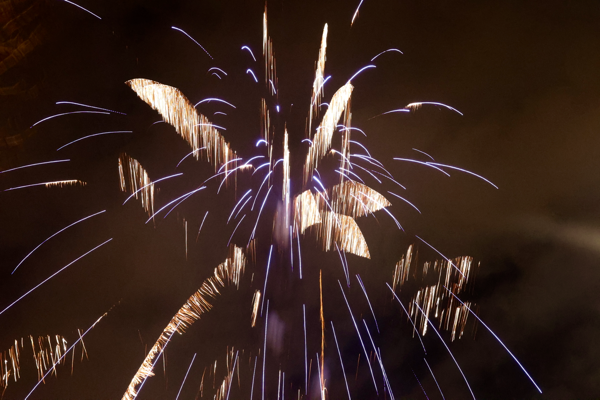 Palm tree in the wind