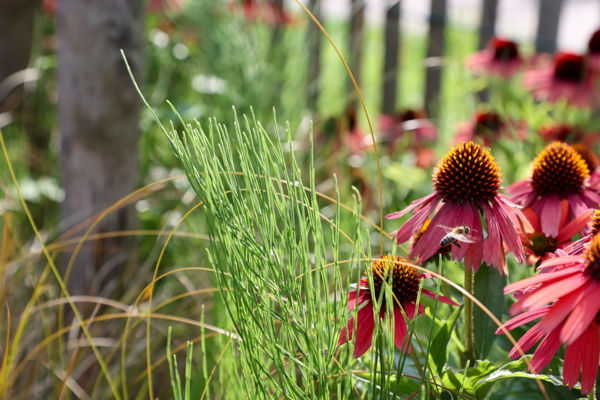 Diligently harmonious