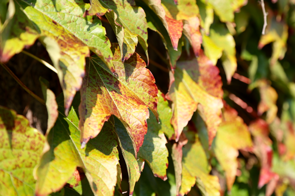 At peace with the world