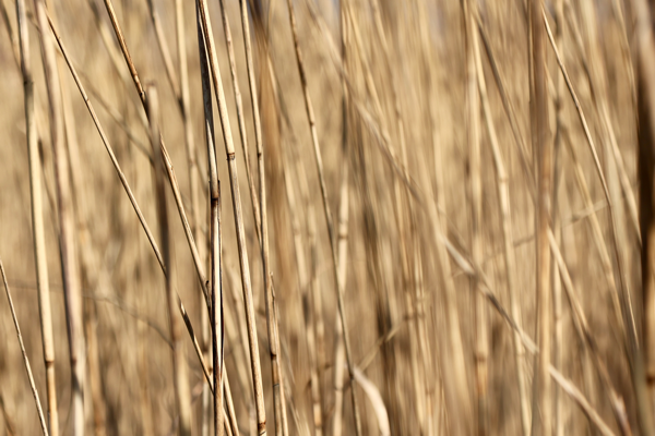 Standing out from the crowd