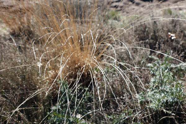 Triumphant inspiration