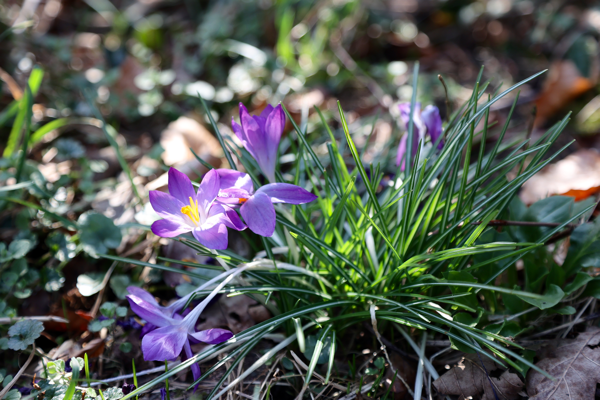 Laughing up the sleeves