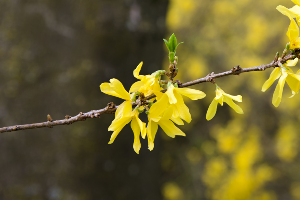 Distinctive characters