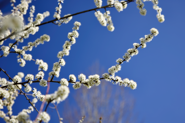 Smiles of snowflakes