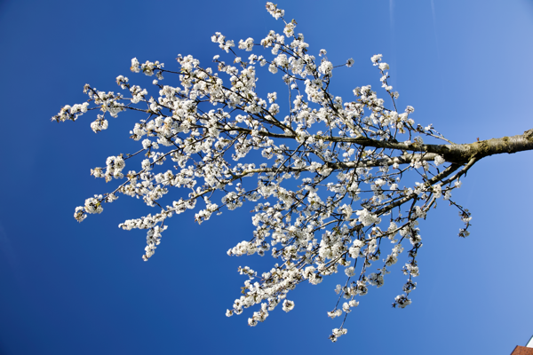 Charismatic attitude