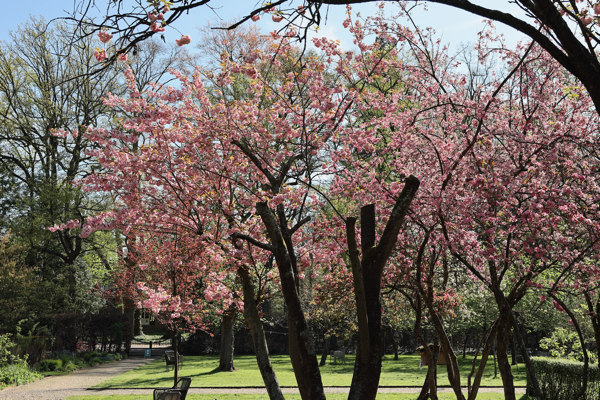 Umbrella of stillness