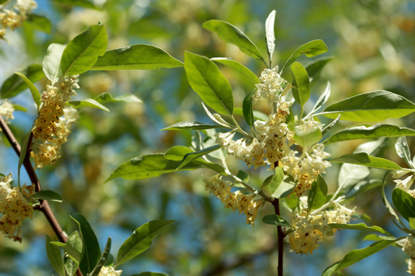 Afternoon sleepiness