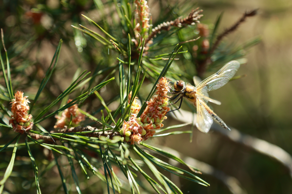 The proof of the pudding