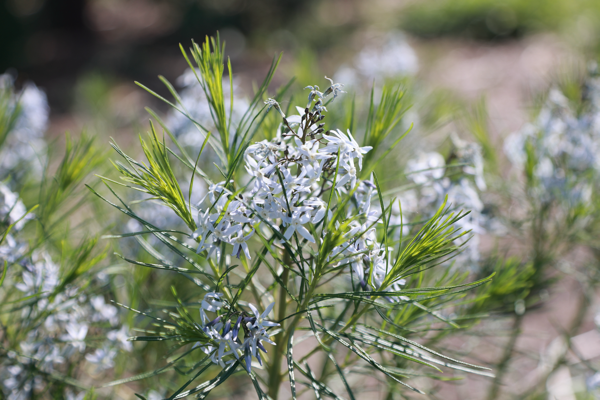 Confident of success