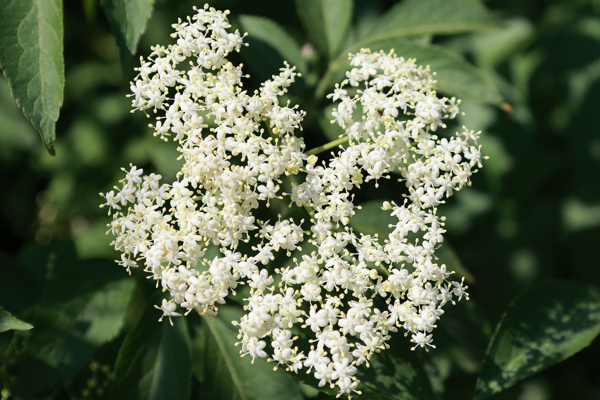 Buzzing about something