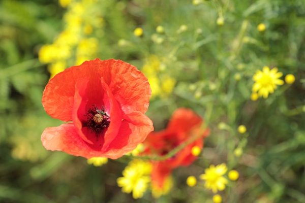 Shouting for attention