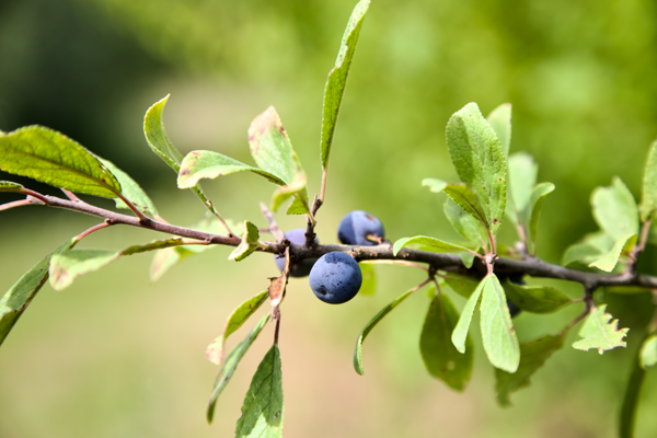 Content with what you've got