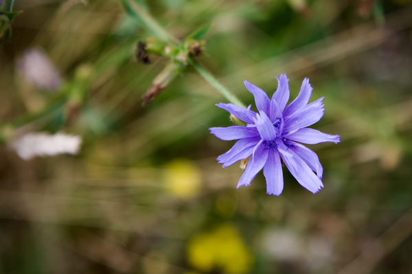 Searching for the sun