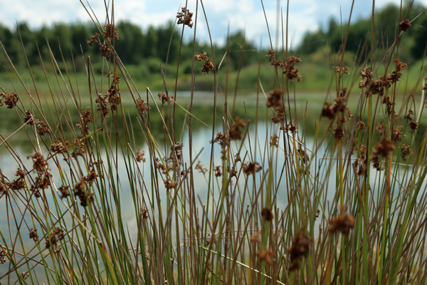 Being still and knowing