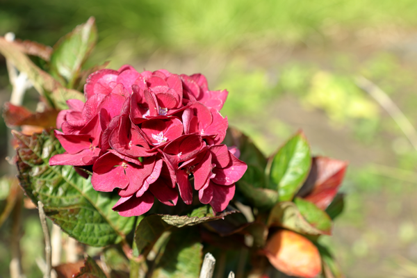 Blushing with a smile