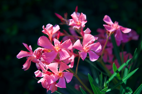 The chorus of virtues