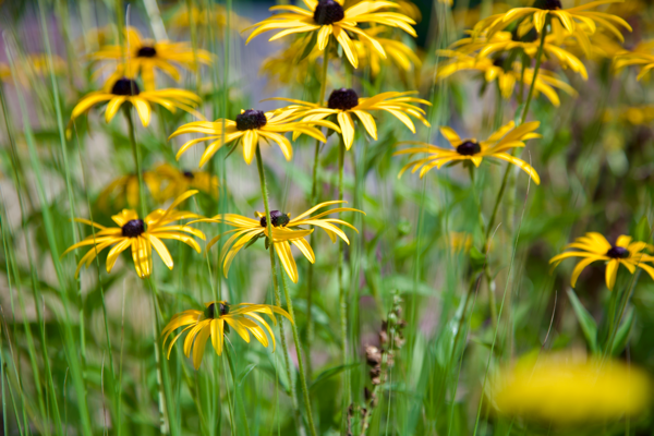 The wings of morning