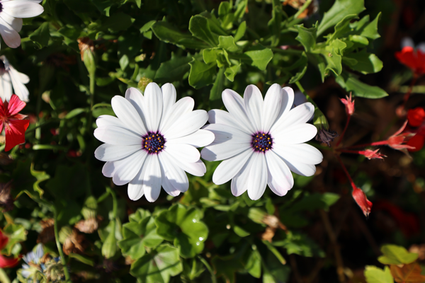 Bounded by innocence