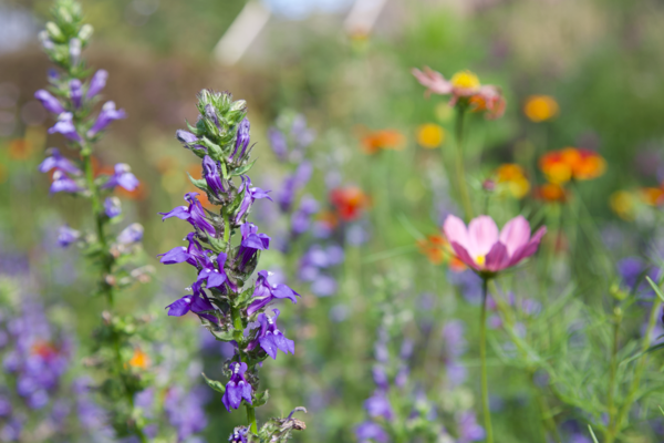 Hopes and aspirations