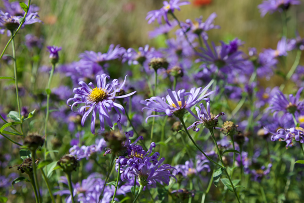 Nobody I'd rather be