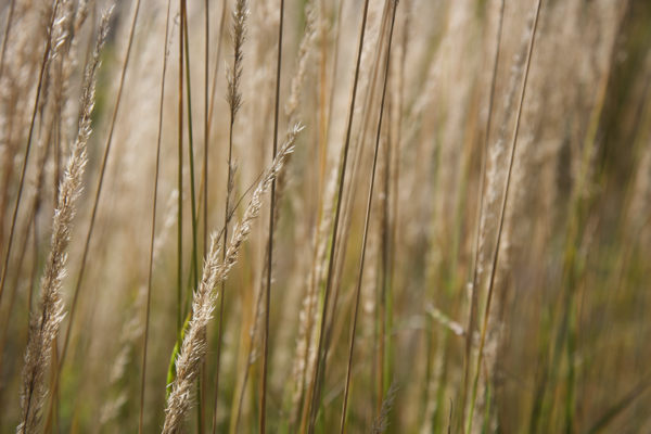 Murmuring and whispering