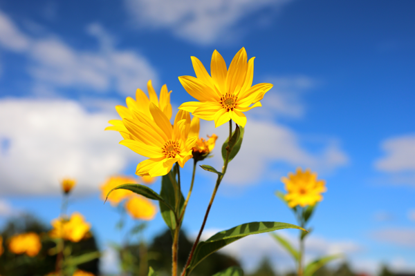 Celebration of sunshine