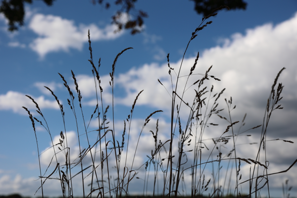 Frail but never weak