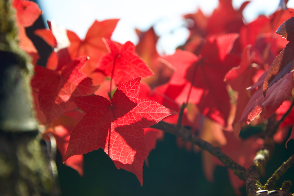 The strength of life