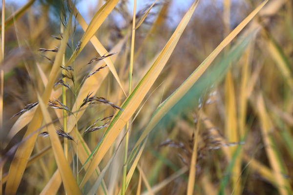 Wisdom comes with age