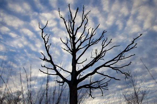 The promise of renewal