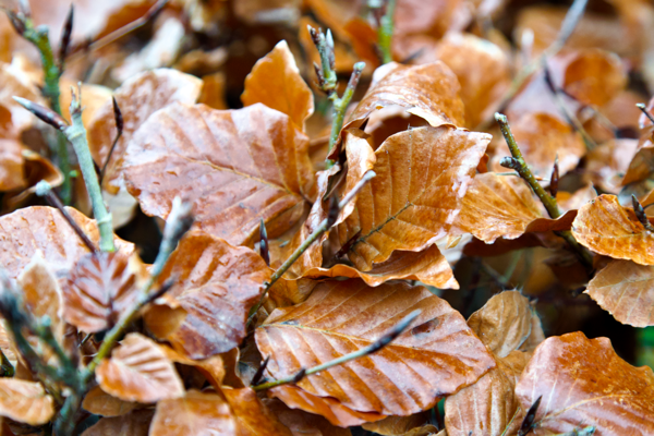 Surprisingly dazzling