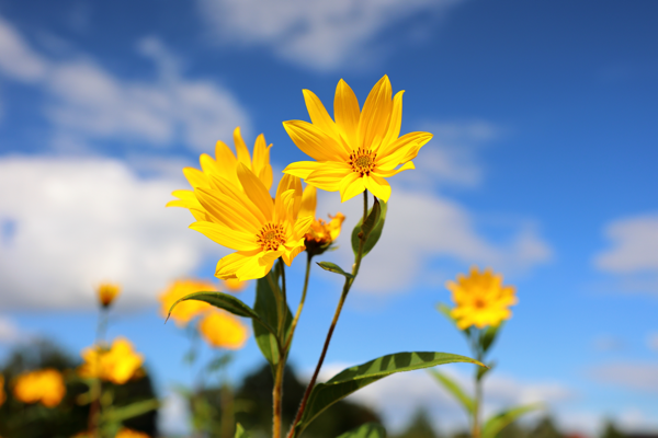 Sep- Celebration of sunshine