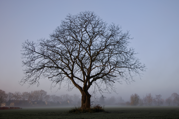 Dec- Metallic calmness