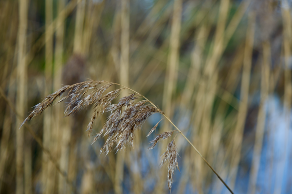 Humility of a bowed head