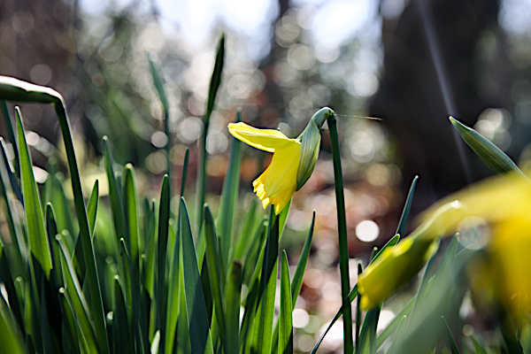 Gentle letting go of the winter
