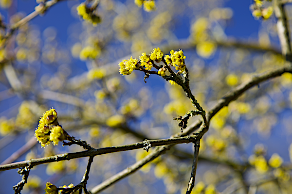 Rebirth of nature