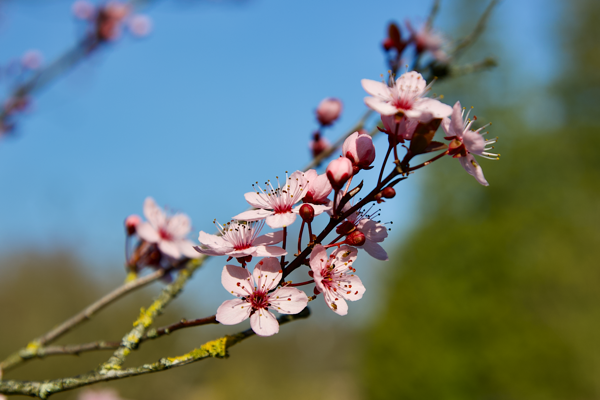 Full of the joys of spring