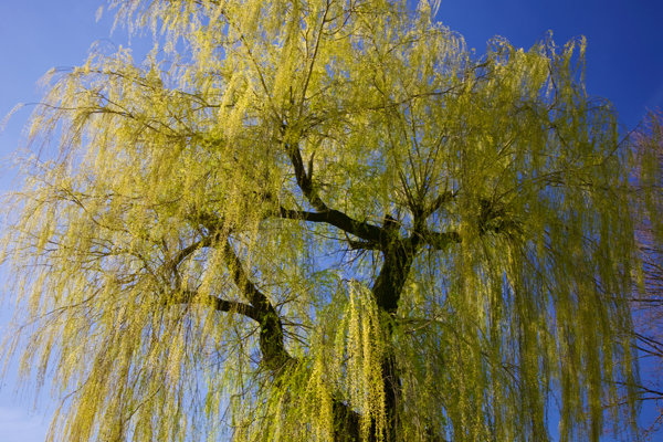 Cascade of delights