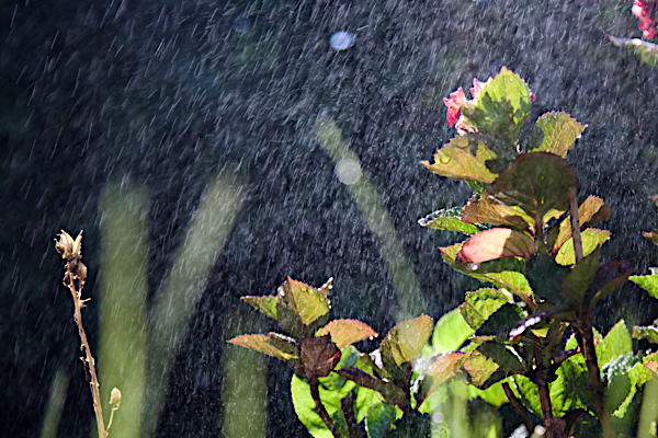 Whispers of water *