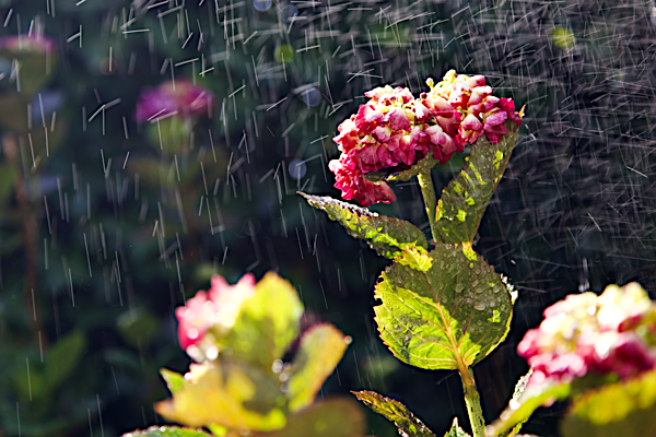 Singing in the rain