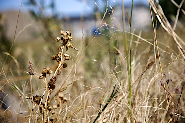 In a dry and weary land