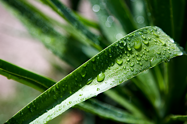 Nourishing drops