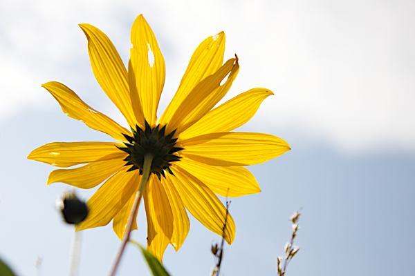 Appreciating a smiling day