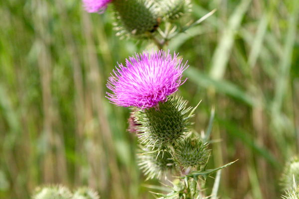 Thorny attractiveness