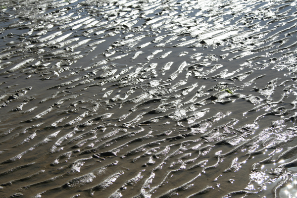 Mud fishes