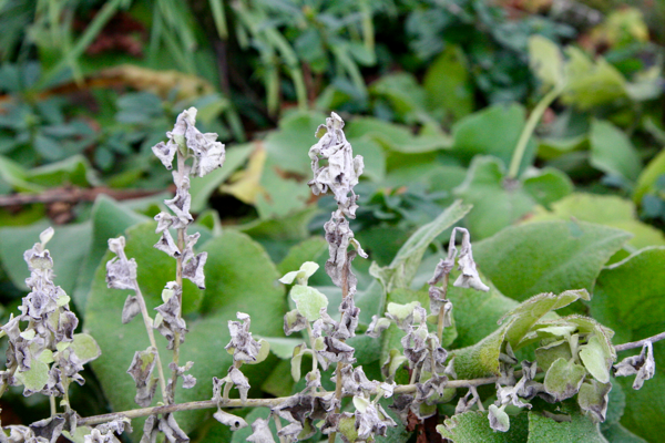 Crinkled in anticipation